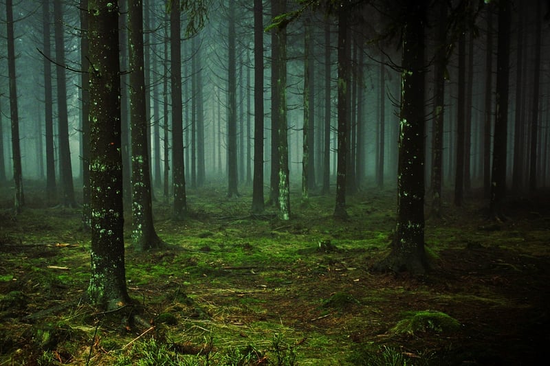 Mysterious Forest